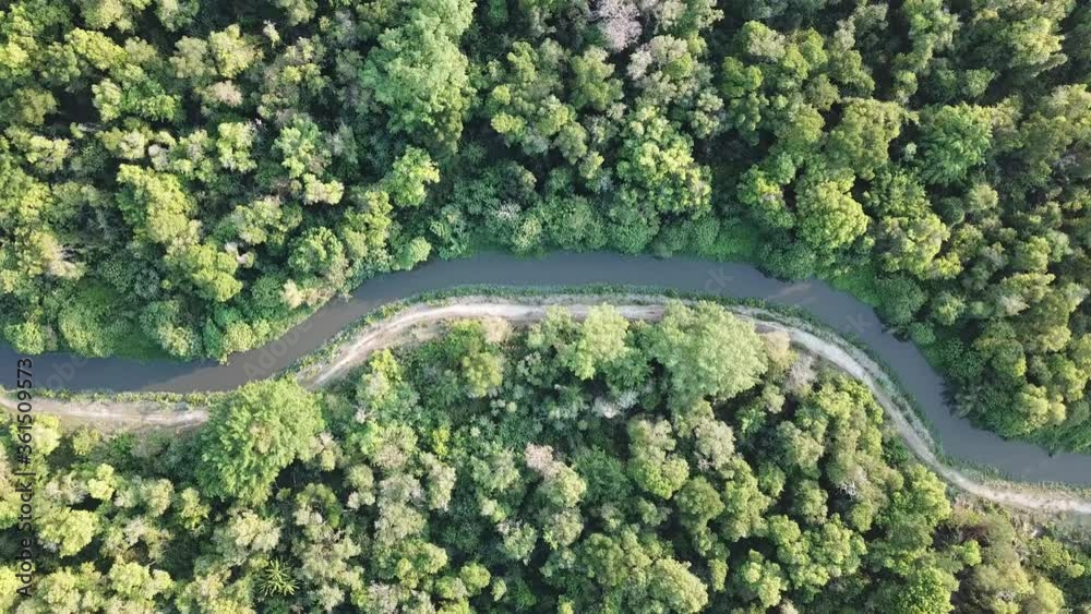 Aerial view green trees beside a small river.