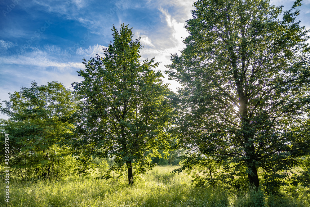 Obraz premium the beginning of sunset. the sun breaks through the branches of trees