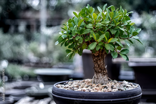 Photo of a Bonsai tree with blurry background.