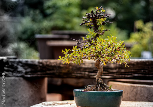 Photo of a Bonsai tree with blurry background.