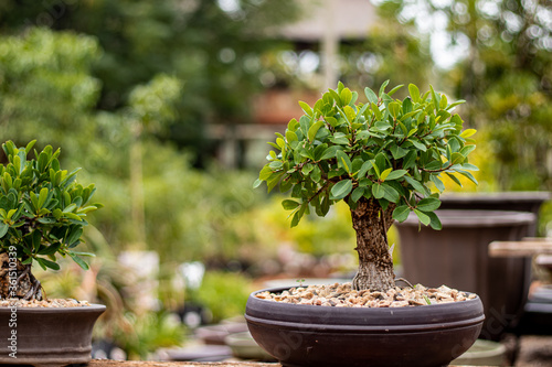 Photo of a Bonsai tree with blurry background.