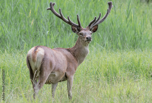 Red deer male in the grass (Cervus elaphus)