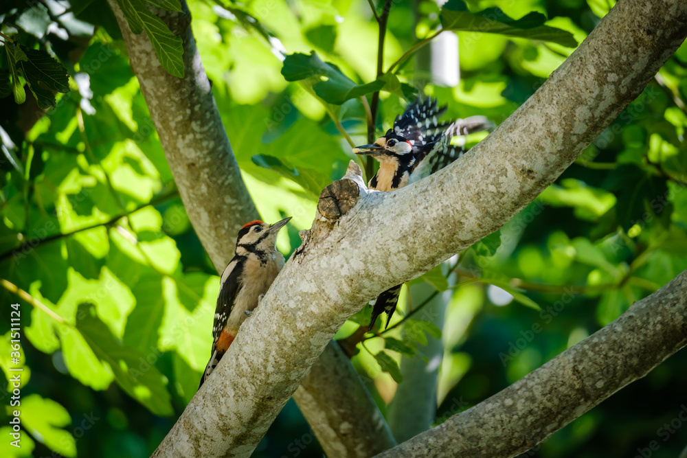 Male Great Spotted Woodpecker feeding a juvenile