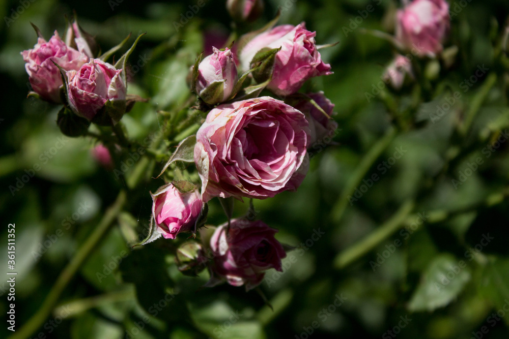 small pink rose flower on a park background small pink rose flower on a park background