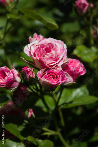 small pink rose flower on a park background