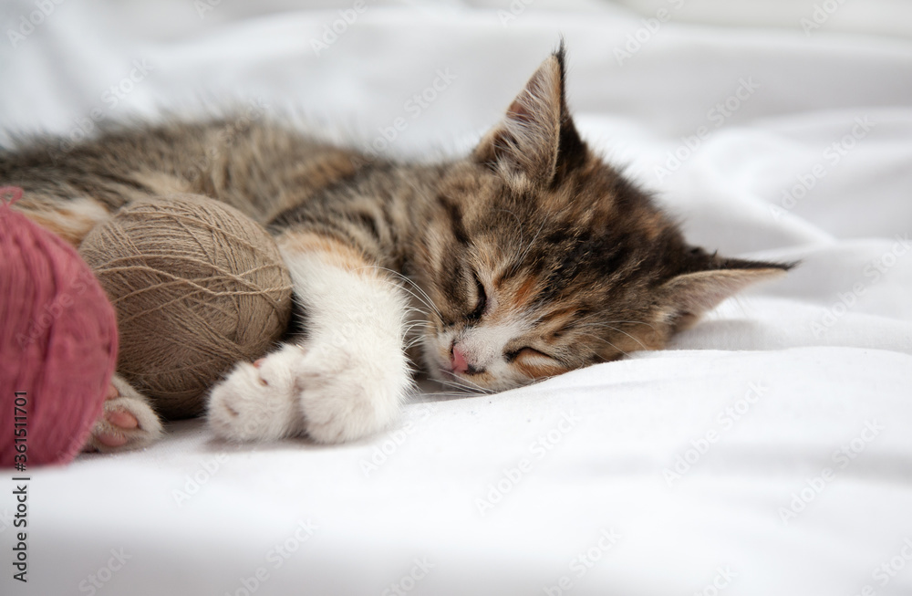 
Little sleeping kitten with wool thread stitches on a white background. A young cat is sleeping sweetly. Background, greeting card, puzzle, banner.