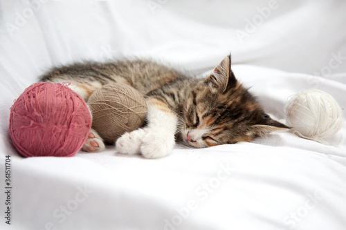  Little sleeping kitten with wool thread stitches on a white background. A young cat is sleeping sweetly. Background, greeting card, puzzle, banner.
