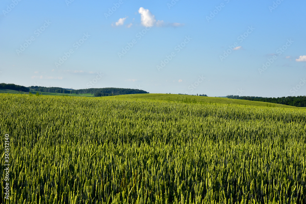 View on of young green wheat crop on the sunset. Farm, production of flour, bread and bakery products. Agricultural landscape, background, textures