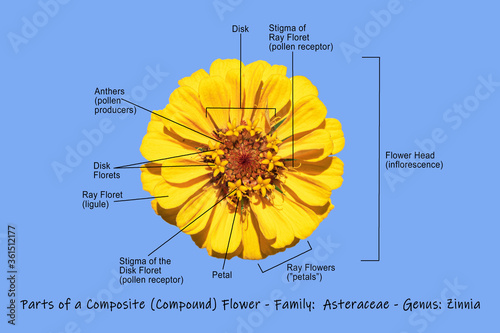 photographic science diagram illustrating a composite yellow zinnia showing the main parts of the flower on a light blue background