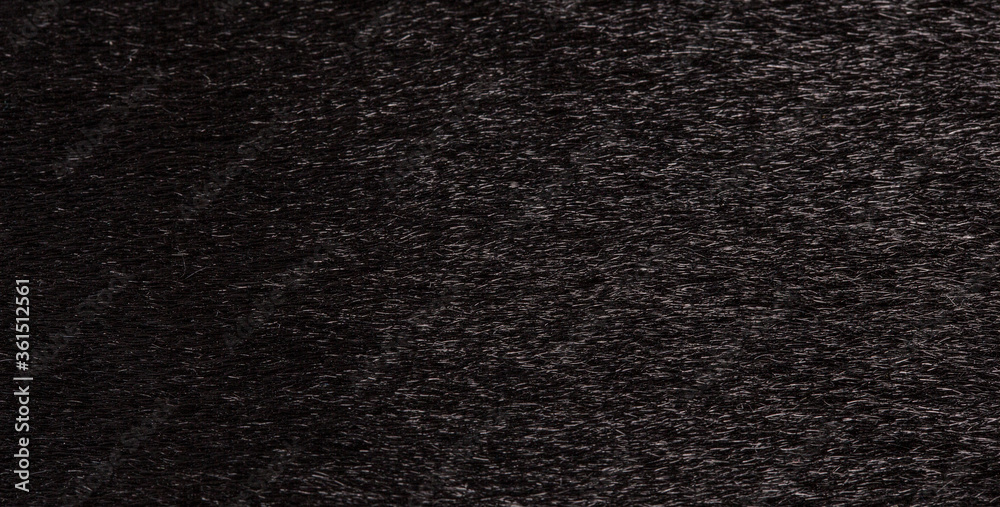 Fototapeta premium Texture of black fur of a cow, bull closeup. Background, design, ideas.