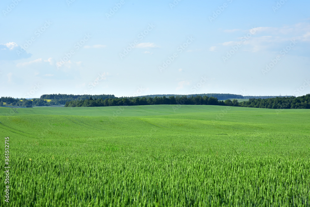 View on young green wheat crop in the countryside against a blue sky with clouds. Farm, production of flour, bread and bakery products. Agricultural landscape, farming concept background, textures