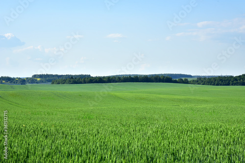 View on young green wheat crop in the countryside against a blue sky with clouds. Farm, production of flour, bread and bakery products. Agricultural landscape, farming concept background, textures