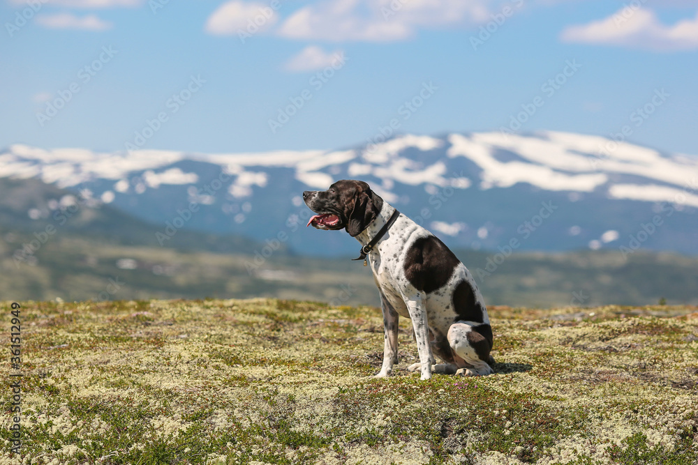 Dog english pointer