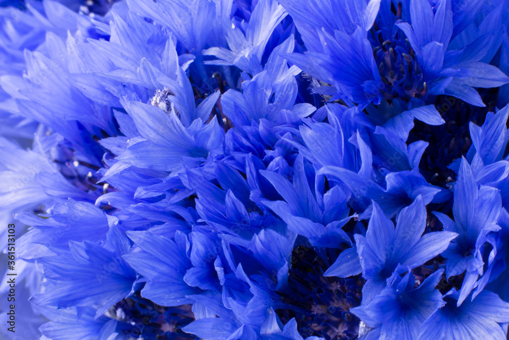 Texture background from blue flowers of cornflowers. Close-up, macro