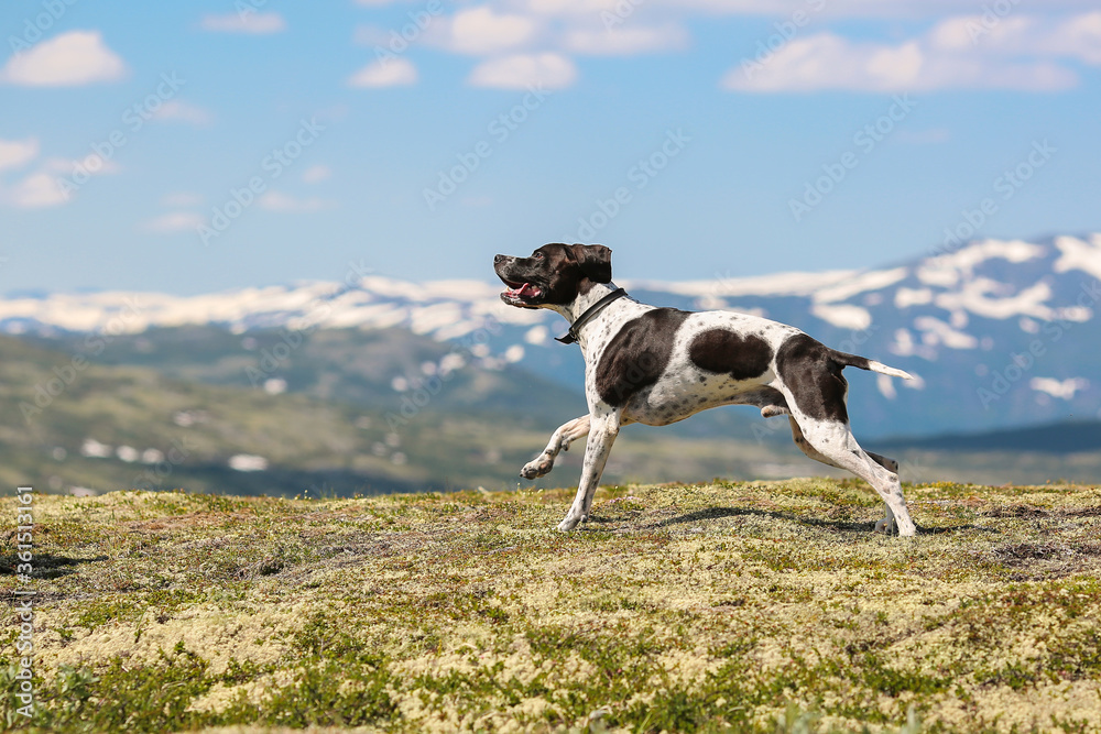 Dog english pointer