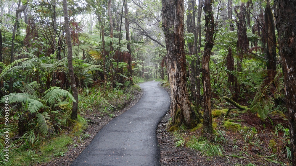Obraz premium path in the forest