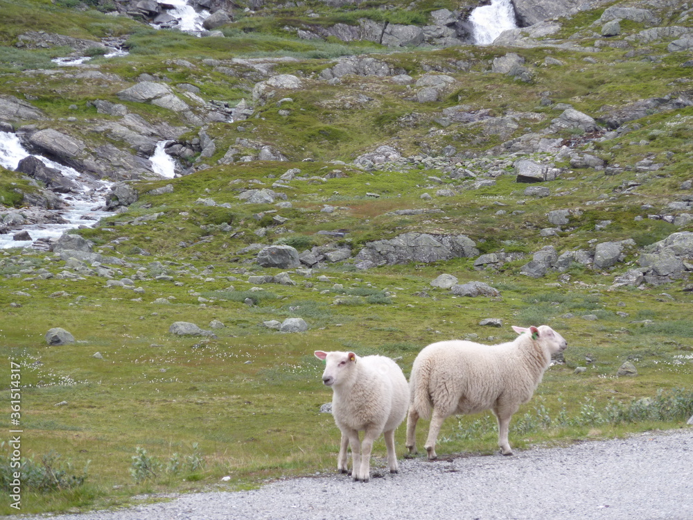 Obraz premium Schafe