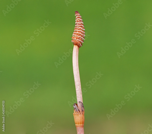 Fertile shoots of horsetail plant, Equisetum arvense