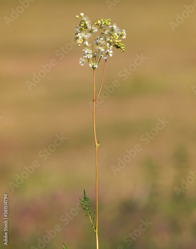 White flowers of Dropwort or Fern-leaf dropwort, Filipendula vulgaris © emilio100