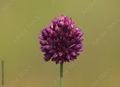  Round-headed leek or purple flowered garlic  Allium rotundum 