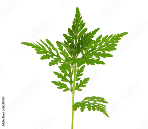 Young ragweed plant isolated on white  Ambrosia artemisiifolia