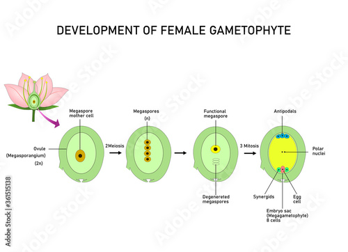 Development of the female gametophyte in Angiosperms. Part of flower. Vector illustrations for scientific study.