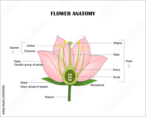Angiosperm flower morphology, cross section, detailed diagram with cross section. Vector illustration useful for botanical study and scientific education