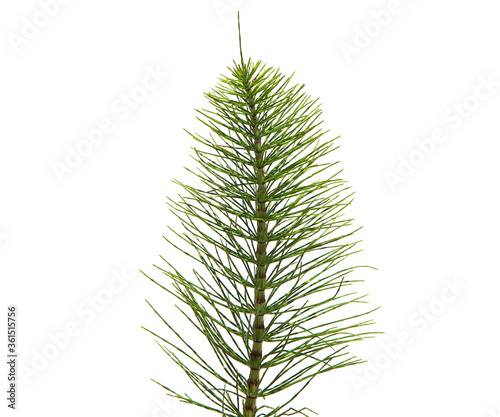 Horsetail plant isolated on white, Equisetum arvense