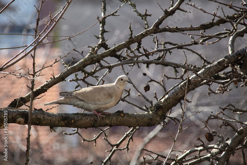 Dove on the tree in nature