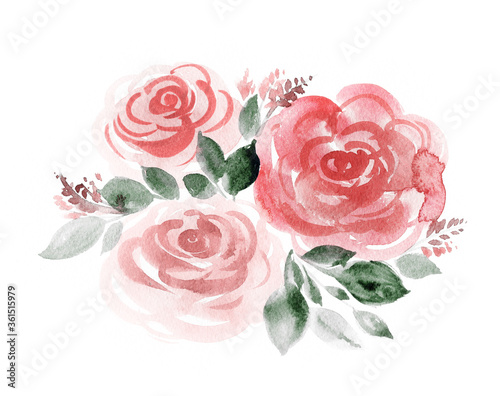 Three pink roses. Watercolor botanical classic illustration on white background.