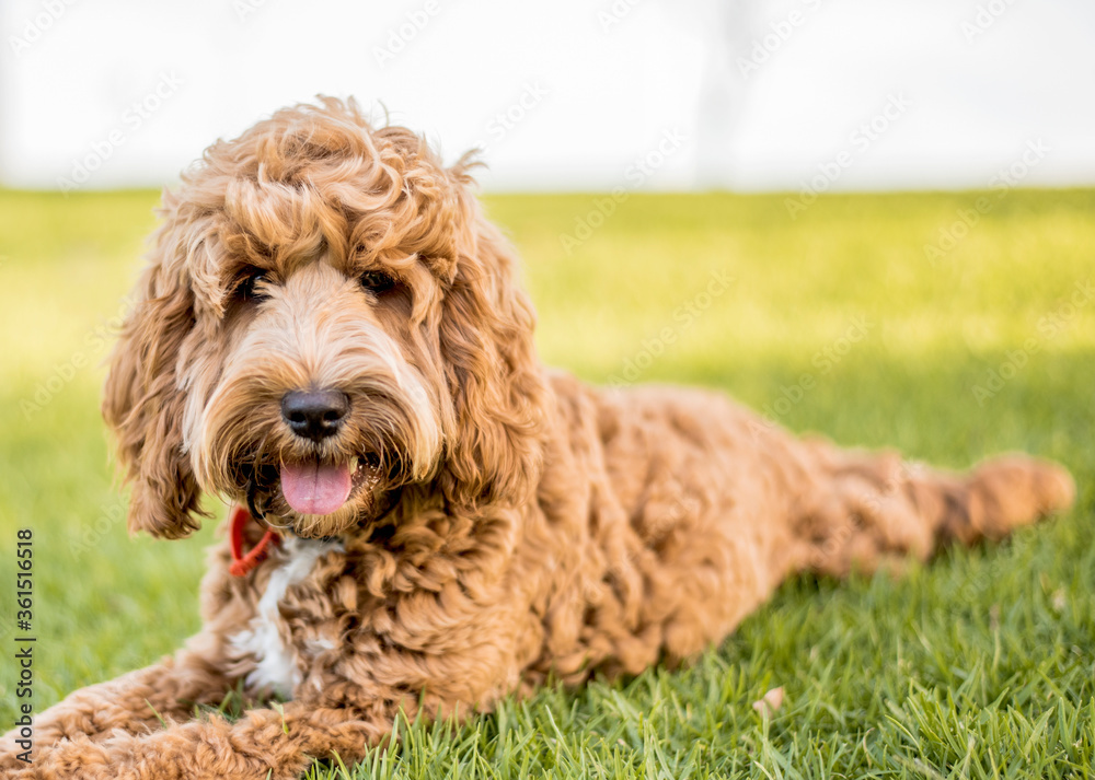 A dog, spoodle puppy, sitting on a grassy lawn.