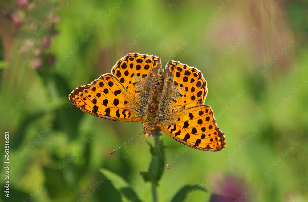 Obraz premium The Queen of Spain fritillary butterfly, Issoria lathonia 