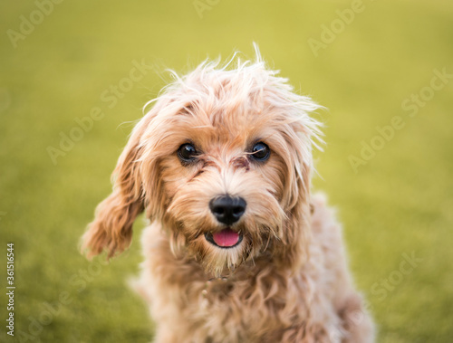 portrait of a dog, cavoodle puppy