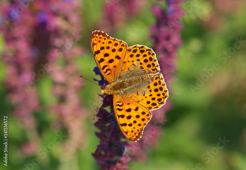 The Queen of Spain fritillary butterfly, Issoria lathonia