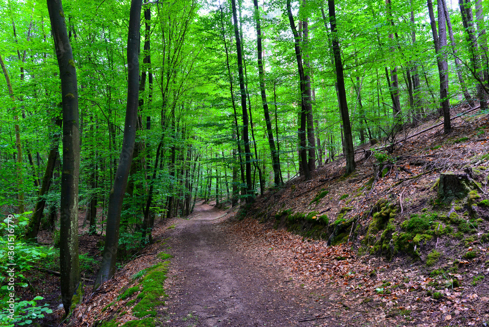 Der Spessart in Rodenbach/Langebselbold-Hessen