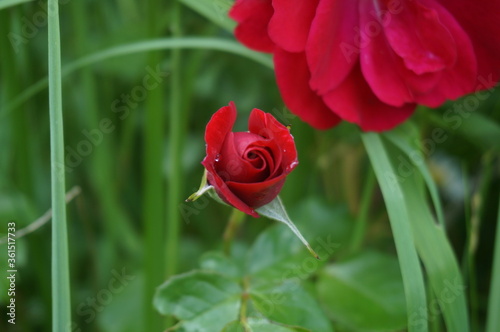 red rose flower in the park