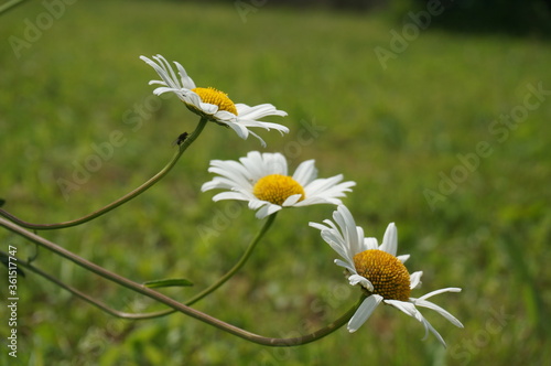 little cute daisy in the park in summer