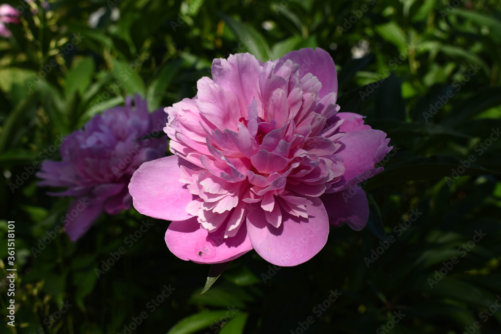 Peony close-up. Green foliage in the background. Peony close-up. Green foliage in the background.