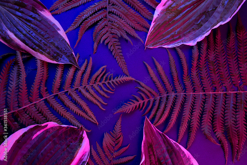 Fototapeta Tropical leaf forest glow in the black light background. High contrast