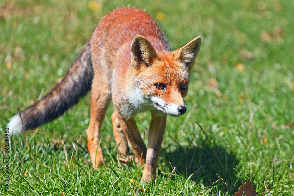 Fototapeta premium red fox in the grass
