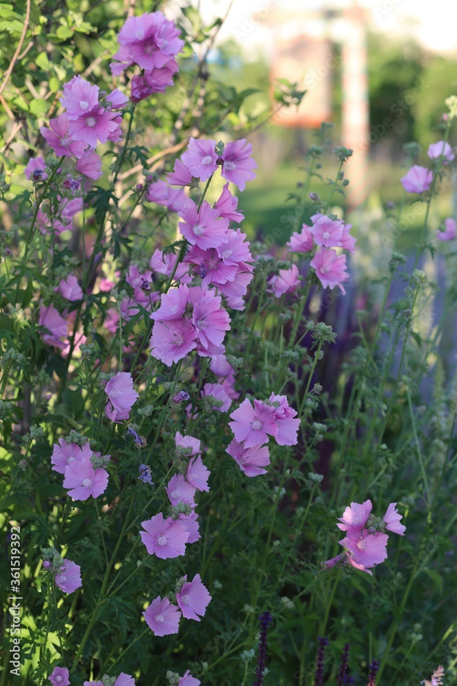 Fototapeta premium pink flowers in the garden