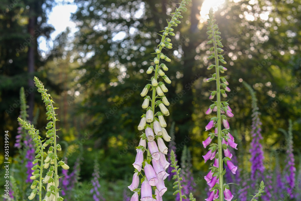 Rote Fingerhut (Digitalis purpurea), Rote Fingerhut (Digitalis purpurea),