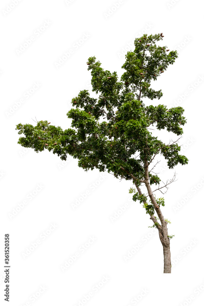 Large green tree isolated on white background.