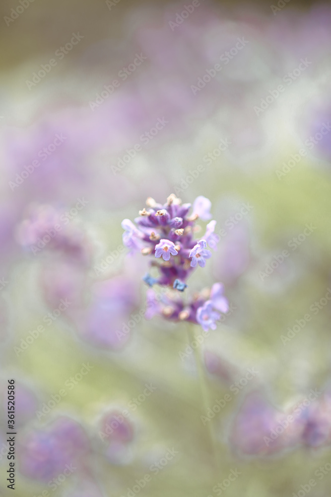 Zarter Lavendel pastell Zarter Lavendel pastell