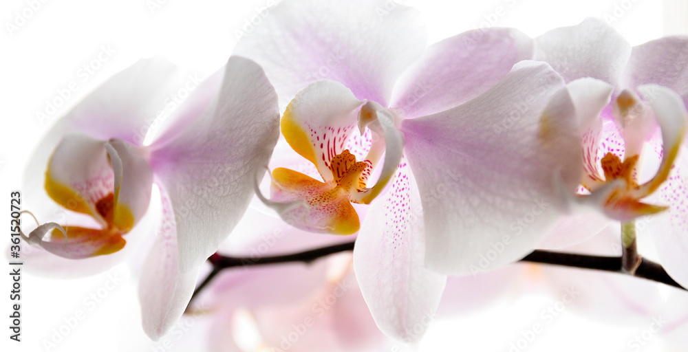 Flower, leafs and stones orchid