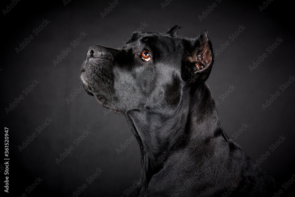 Black big dog of breed Cane Corso on a black background. Portrait of an animal in profile.