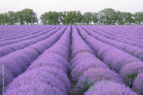 Beautiful lavender field in bloom. Purple colorful backgrounds