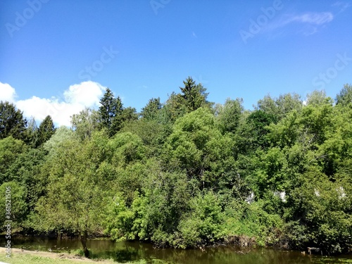 The Bank of the river with tall trees in the green foliage. Blue sky with clouds. Stock image illustration.