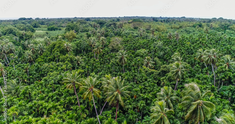 上空から見たココヤシの密林。ミクロネシア連邦共和国ヤップ島。ドローン撮影
