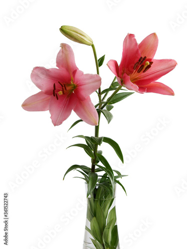 pretty pink flowers of lilies plants close up photo